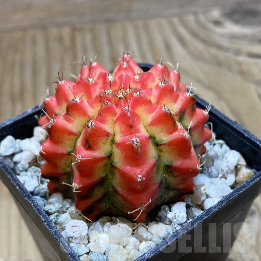 SH9337 Gymnocalycium mihanovichii 'Multicolor' -Taiwan- - Image 2