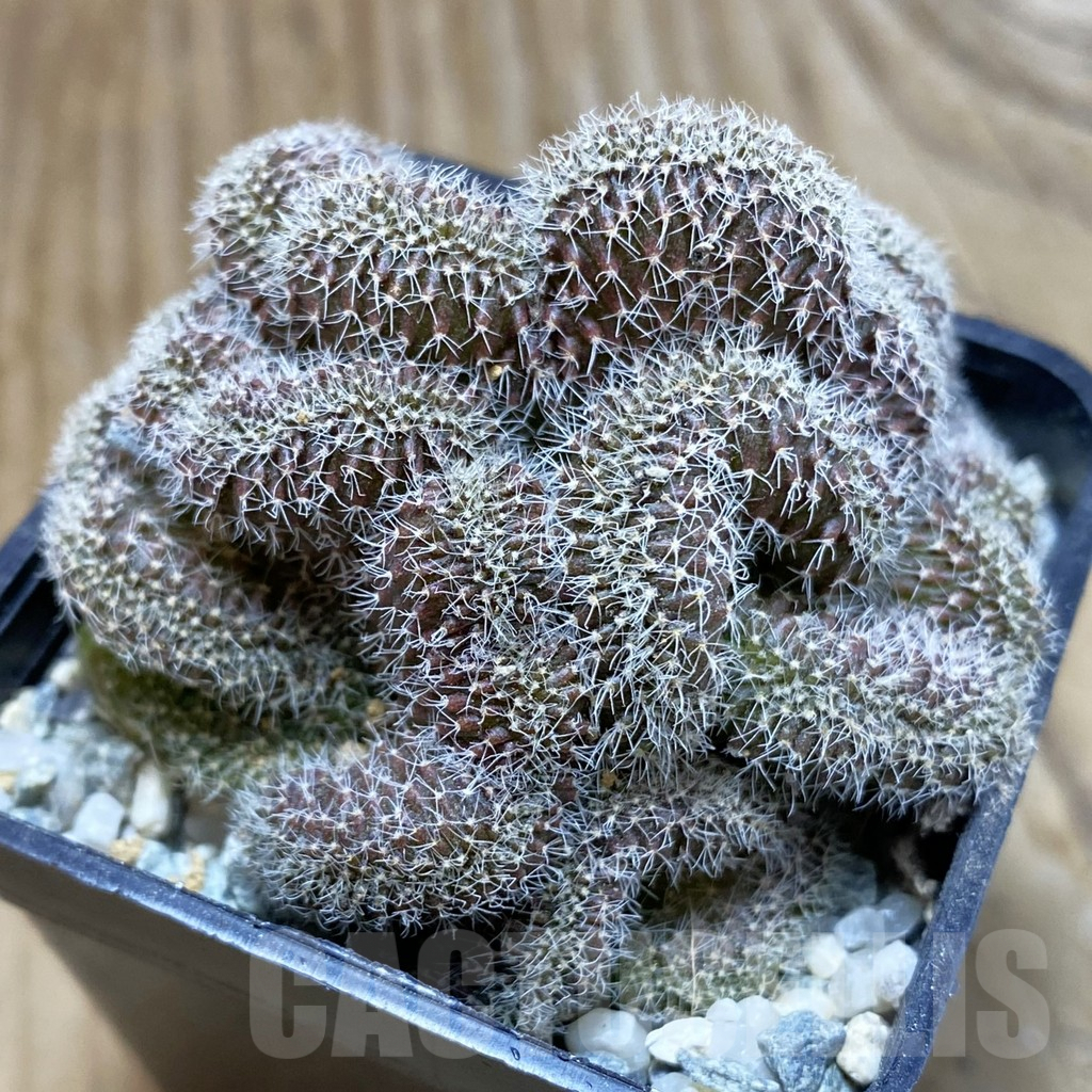 SH9292 Setiechinopsis mirabilis f. cristata - Image 2