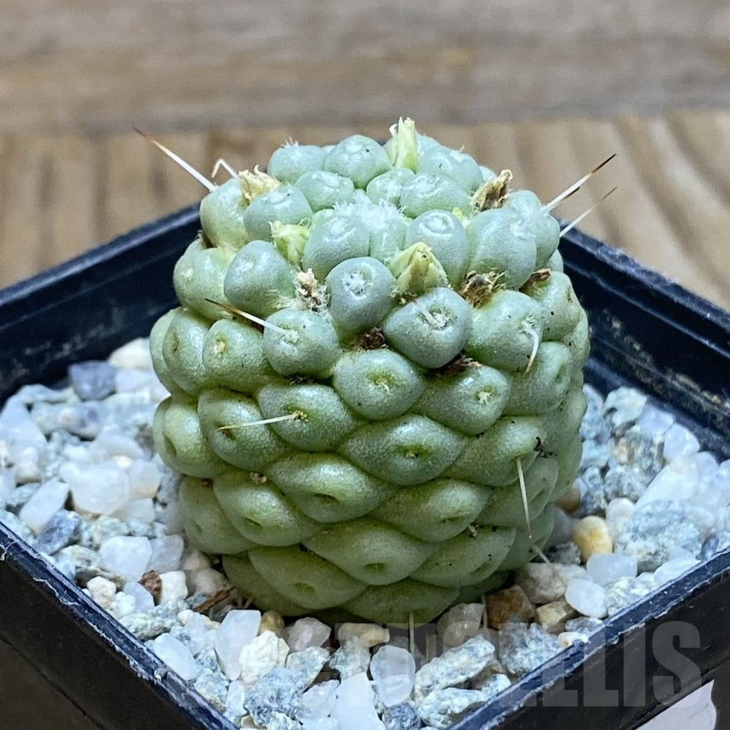 SH9298 Mammillaria schumannii f. monstrosa - Image 2