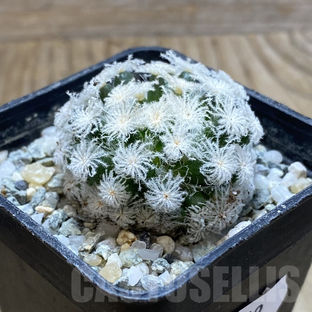 SH9299 Mammillaria plumosa ‘Snow’ - Image 2