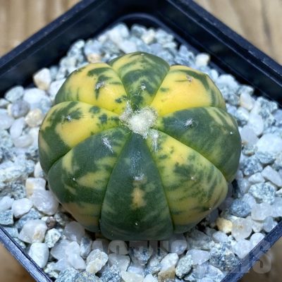 SH9304 Astrophytum asterias f. variegata