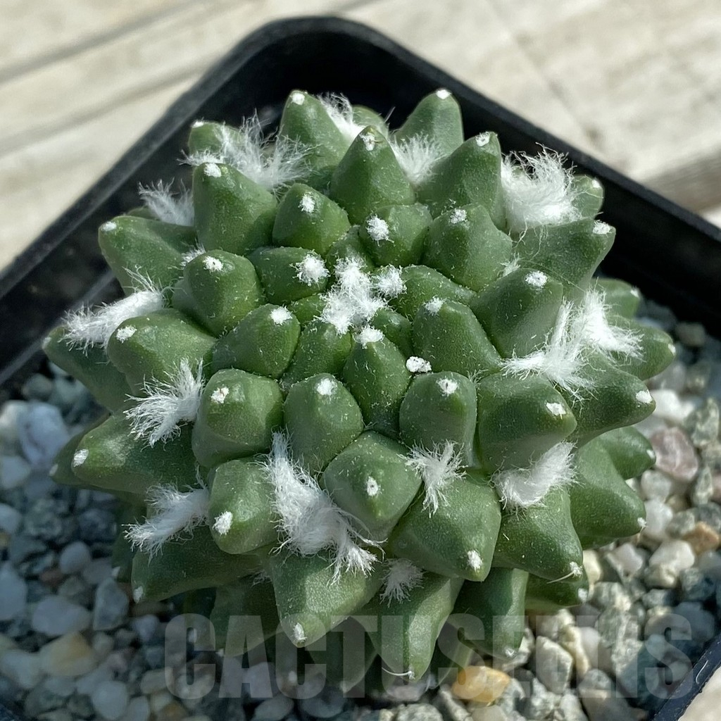 SH9440 Mammillaria bucareliensis ‘Erusamu’