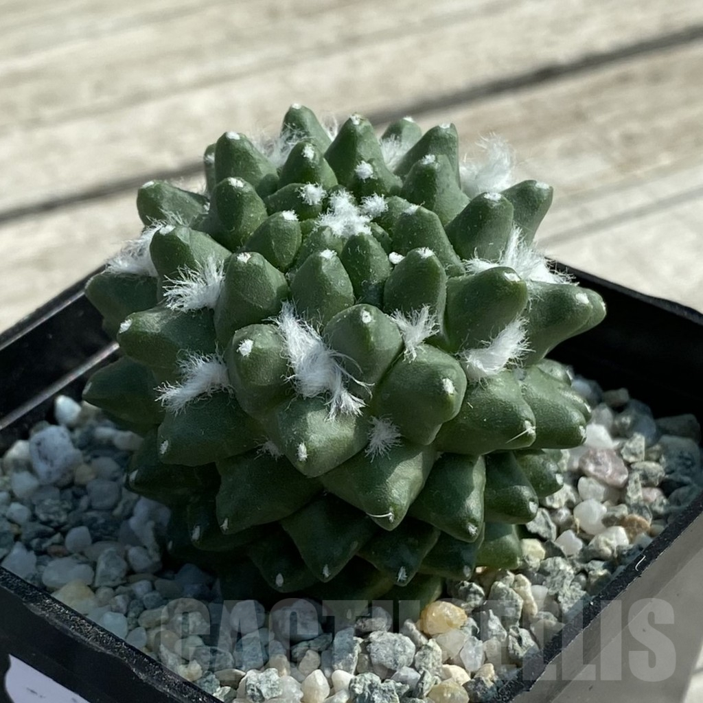 SH9440 Mammillaria bucareliensis ‘Erusamu’ - Image 2