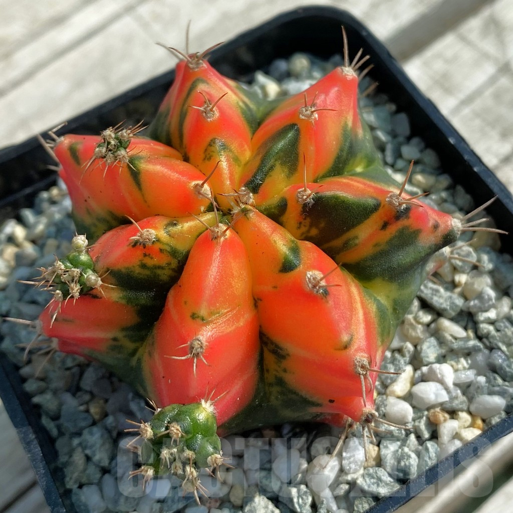 SH9445 Gymnocalycium mihanovichii ‘T31115′