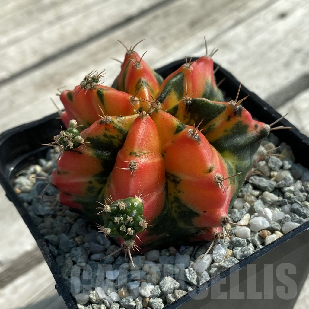 SH9445 Gymnocalycium mihanovichii ‘T31115′ - Image 2
