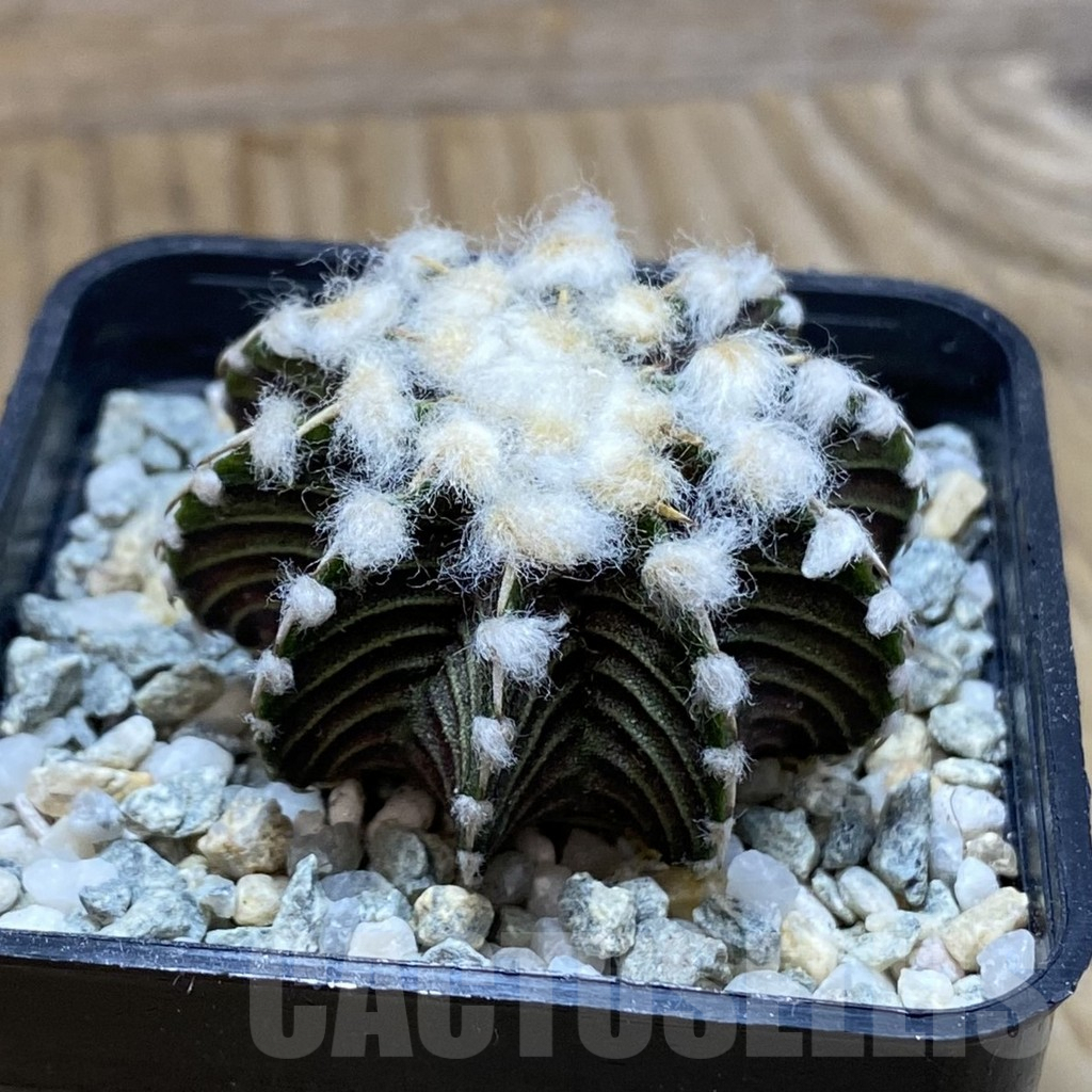 SH9449 Gymnocalycium friedrichii VOS1211, select form, seedling - Image 2