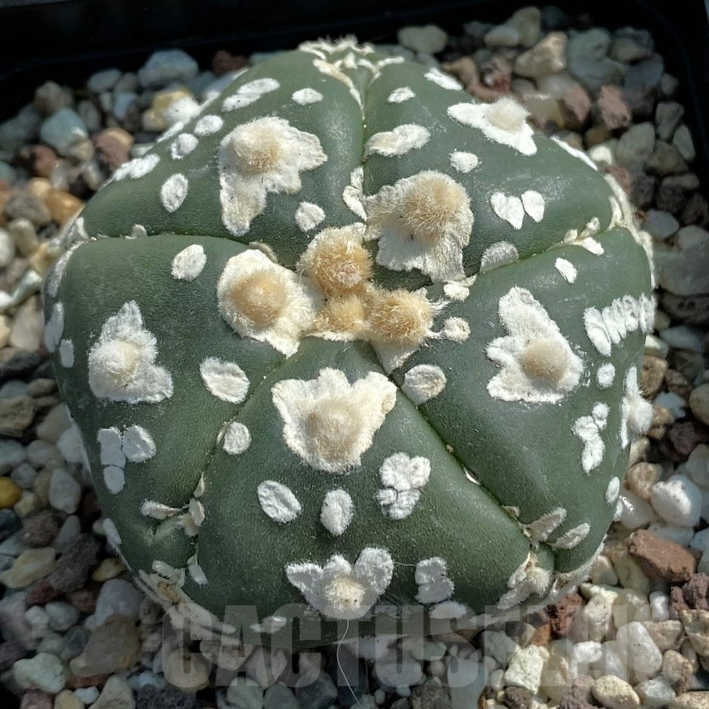 SH9460 Astrophytum asterias ‘Super Kabuto’ V-type f. nudum, 5-ribs