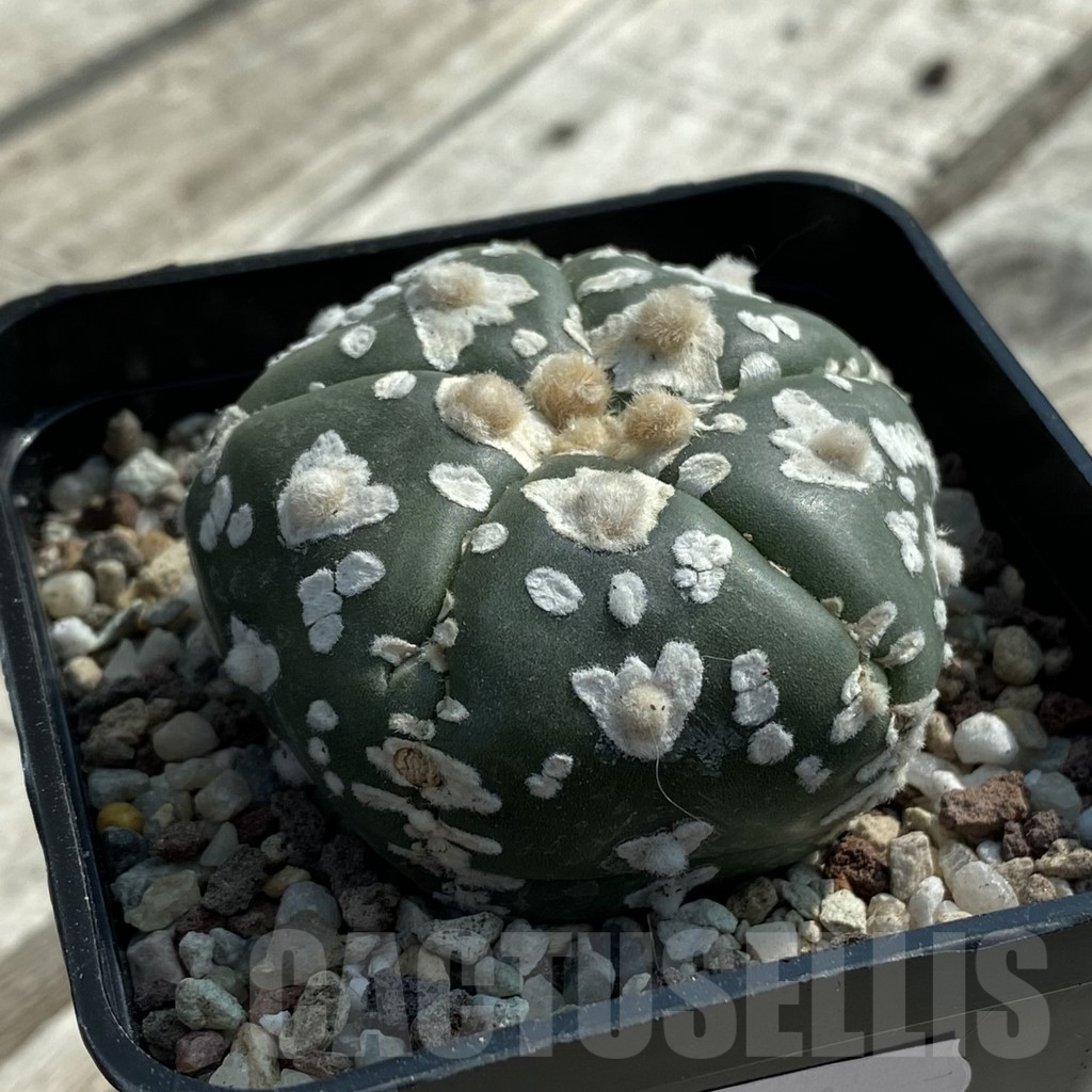 SH9460 Astrophytum asterias ‘Super Kabuto’ V-type f. nudum, 5-ribs - Image 2