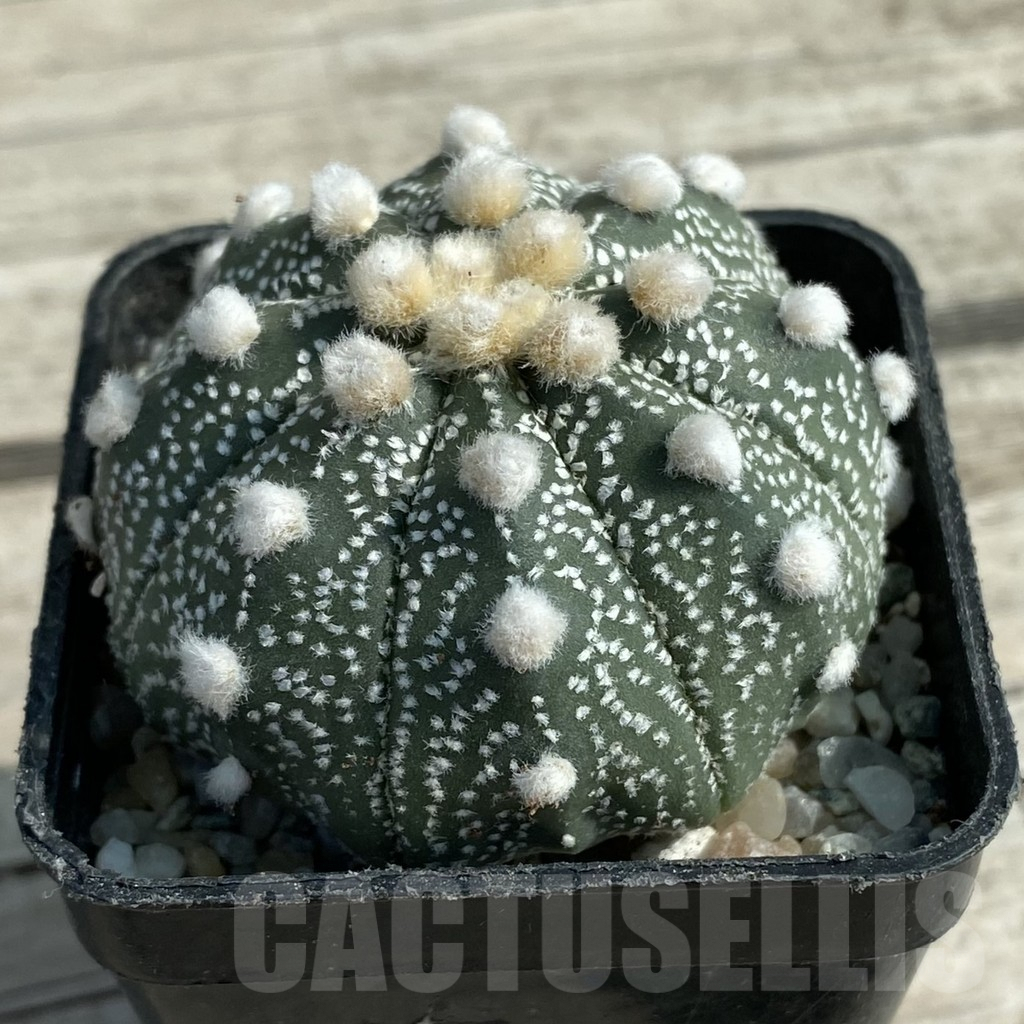 SH9462 Astrophytum asterias 'Ooibo' hybrid - Image 2
