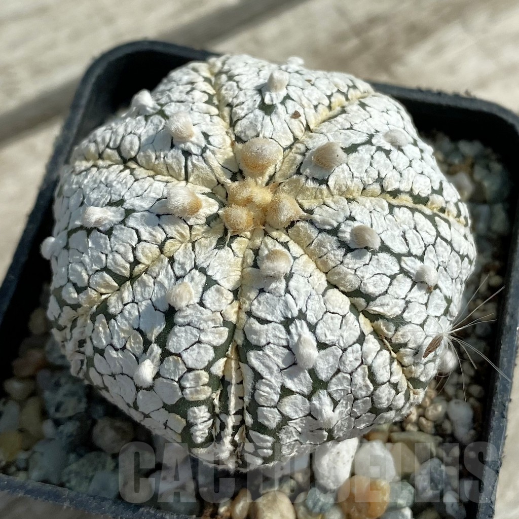 SH9464 Astrophytum asterias ‘Super Kabuto’