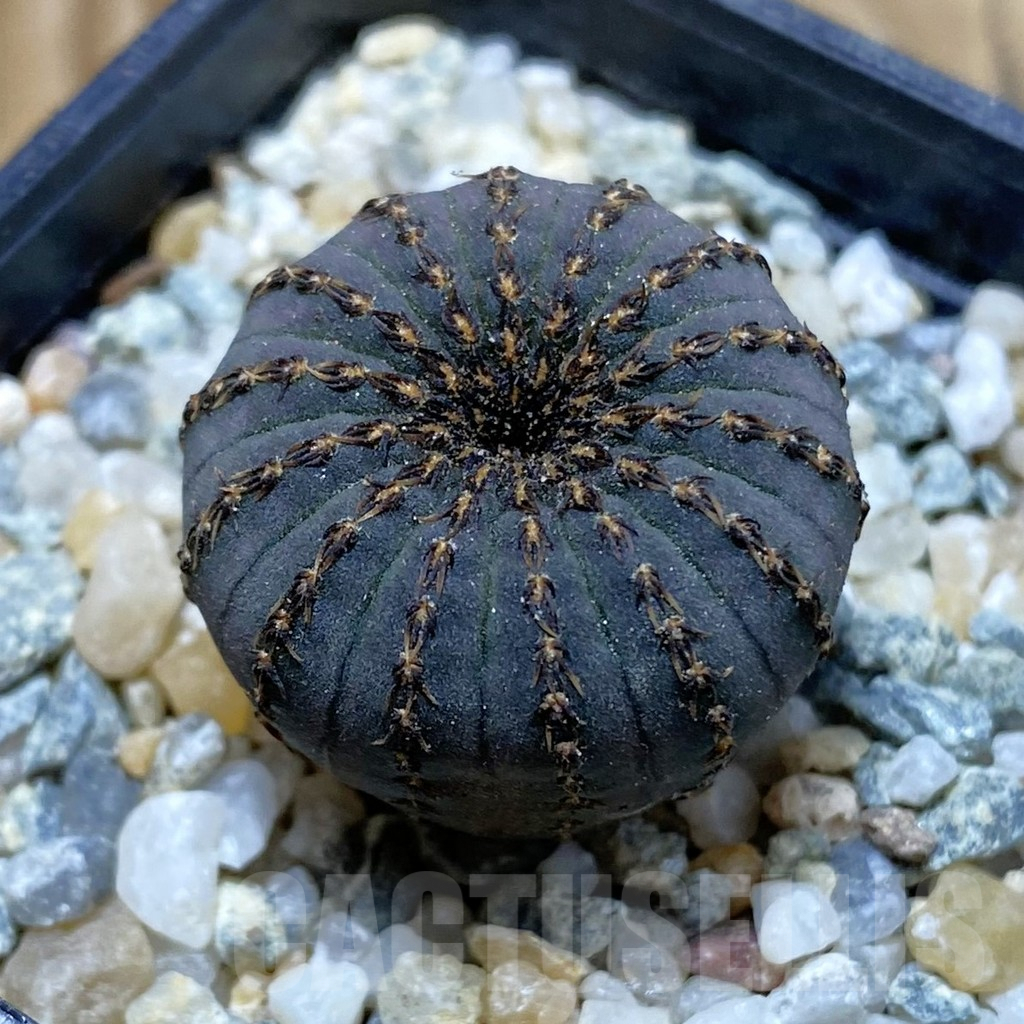 SH9414 Frailea asterioides