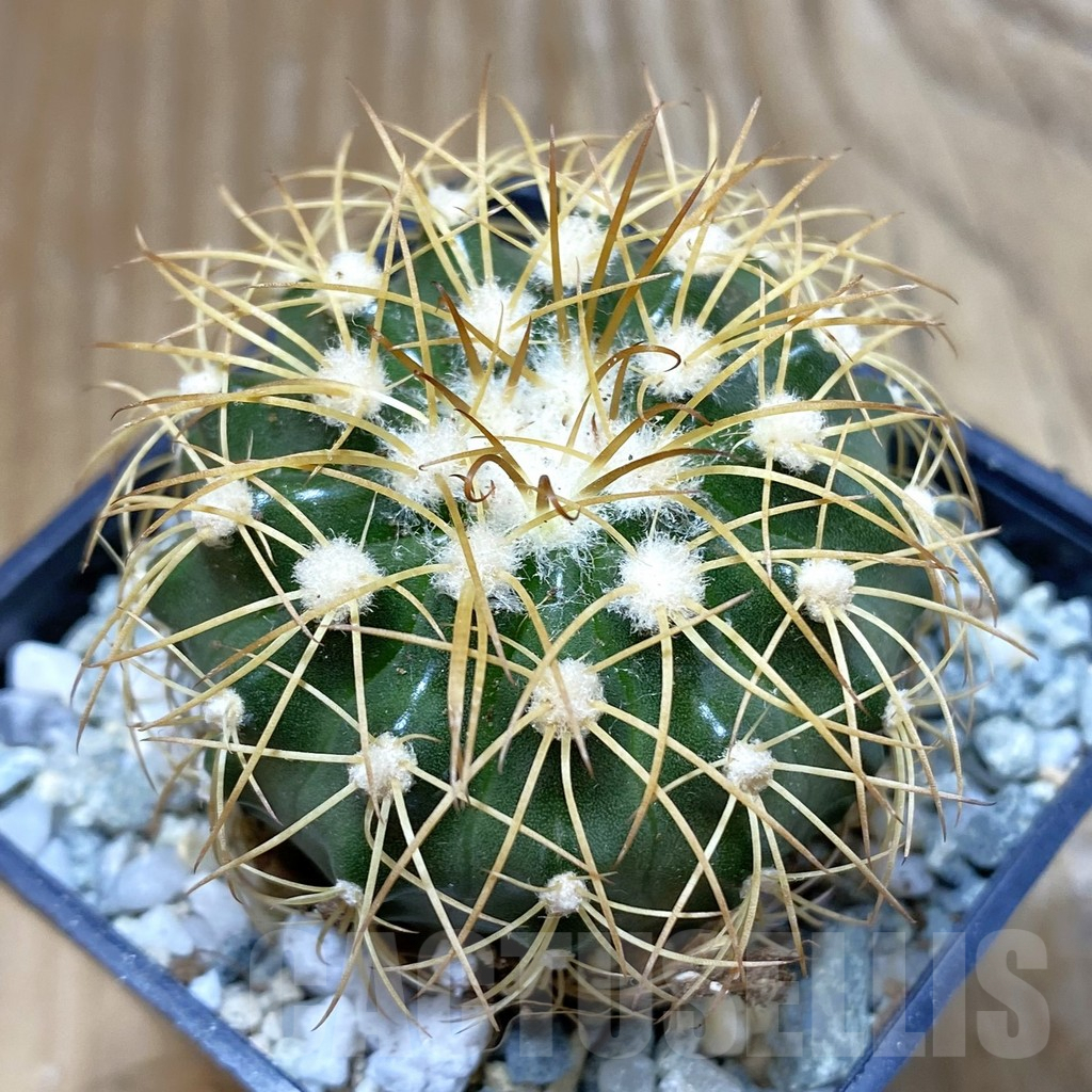 SH9420 Discocactus bahiensis