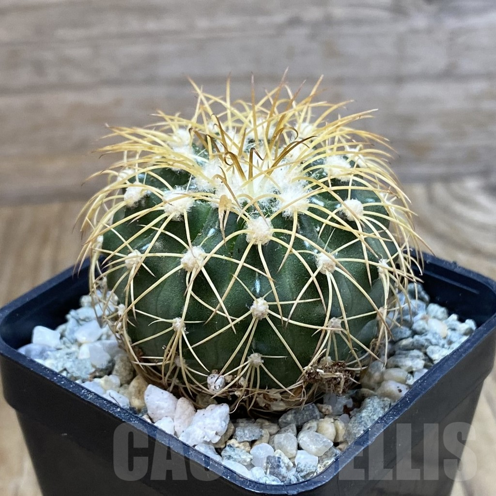 SH9420 Discocactus bahiensis - Image 2
