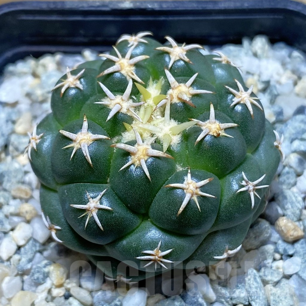 SH9421 Coryphantha elephantidens ‘Family’