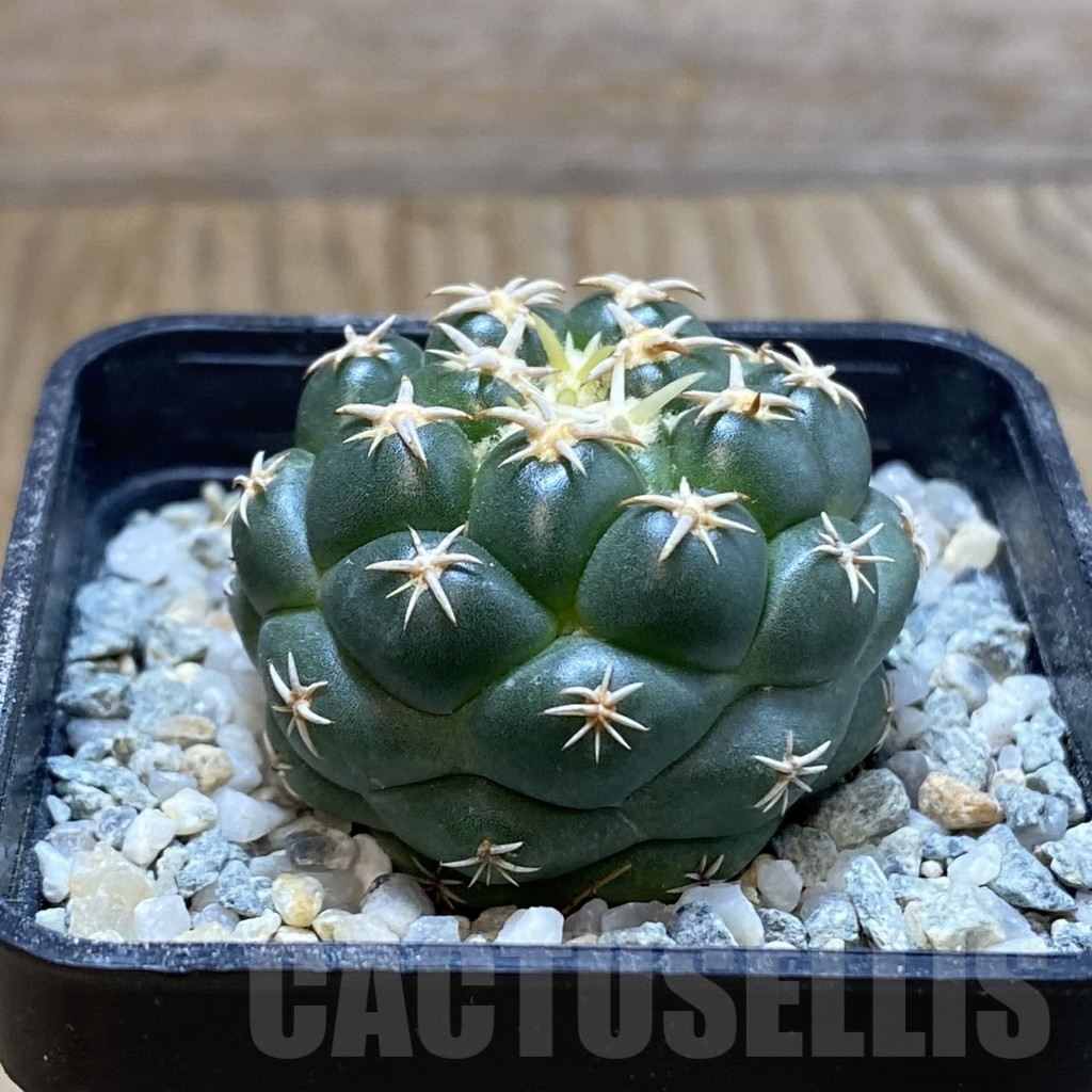 SH9421 Coryphantha elephantidens ‘Family’ - Image 2