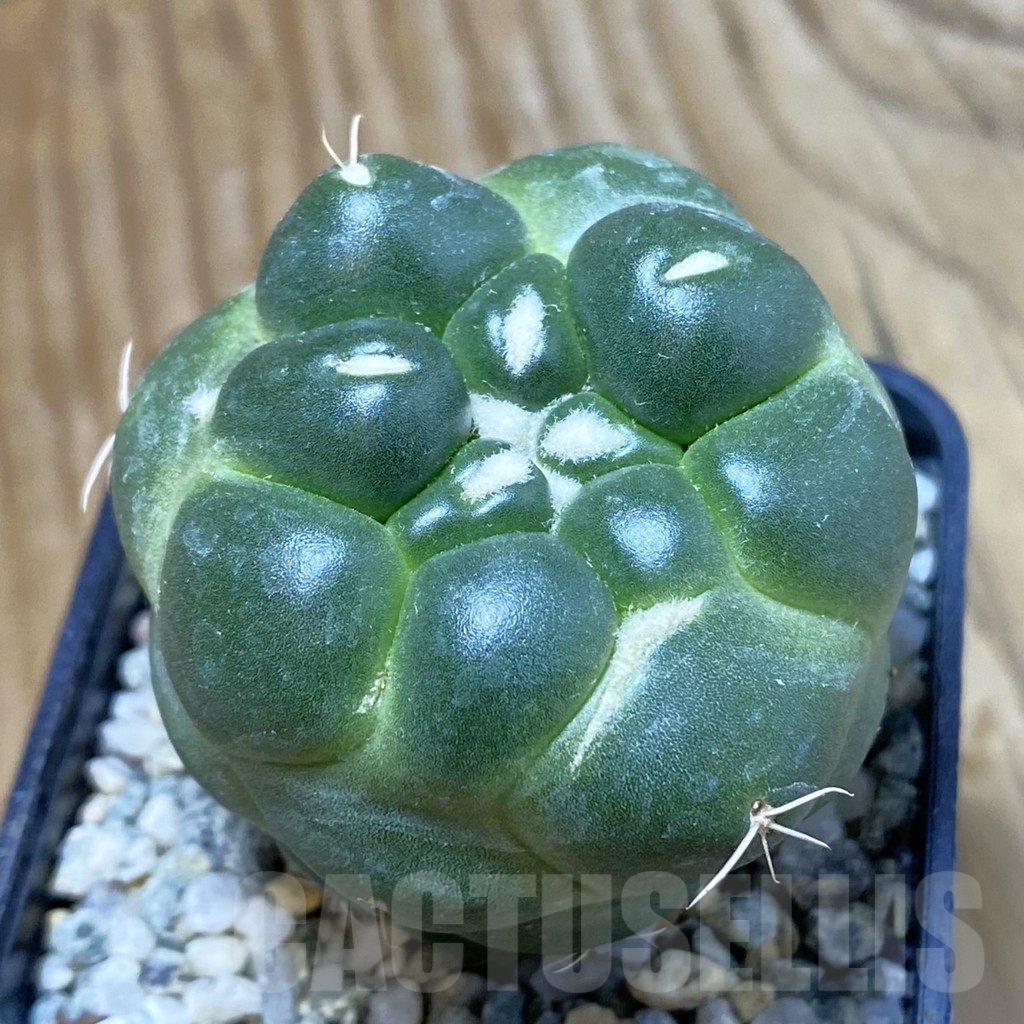 SH9423 Coryphantha elephantidens ‘inermis’