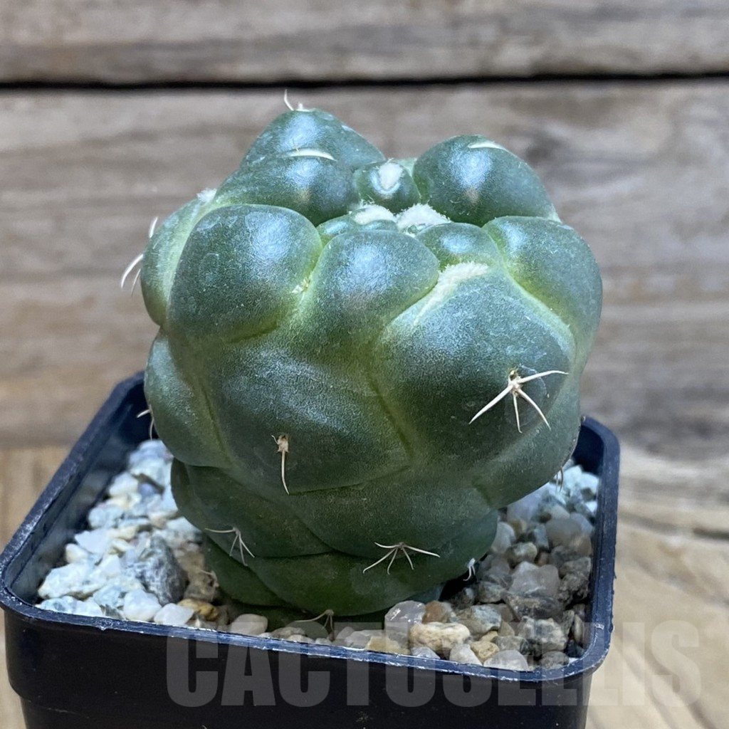SH9423 Coryphantha elephantidens ‘inermis’ - Image 2