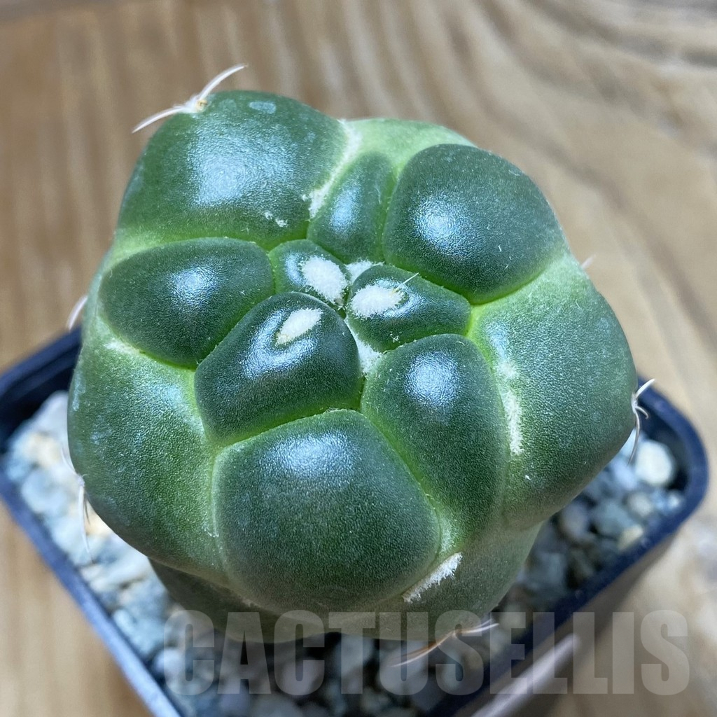 SH9424 Coryphantha elephantidens ‘inermis’