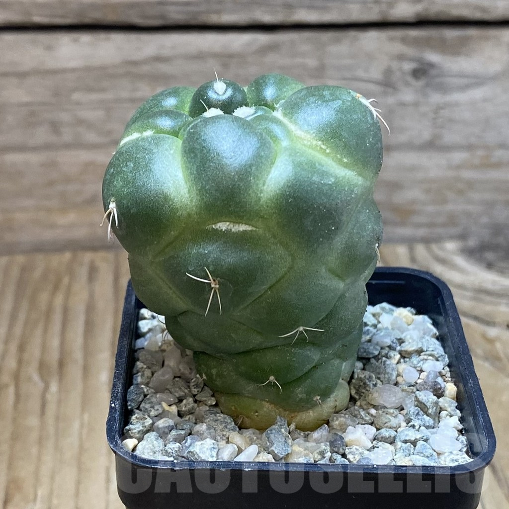SH9424 Coryphantha elephantidens ‘inermis’ - Image 2