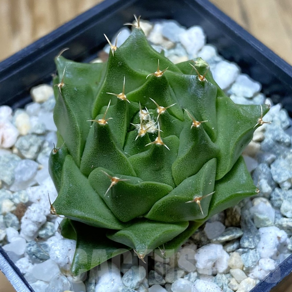 SH9430 Obregonia denegrii