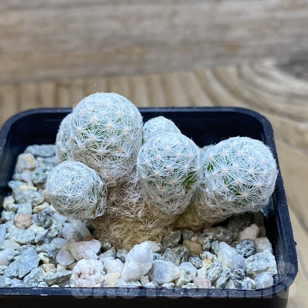SH9433 Mammillaria humboldtii v. caespitosa - Image 2