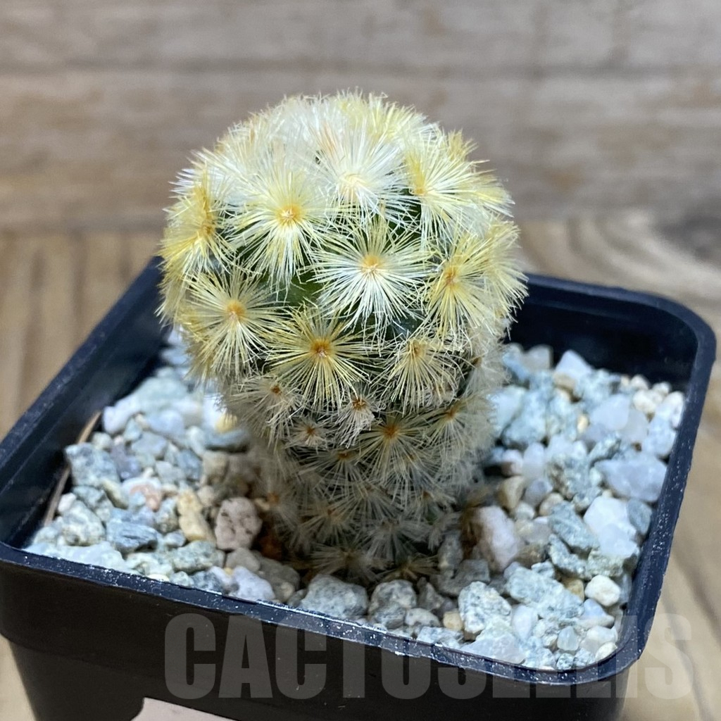SH9436 Mammillaria carmenae ‘Buddha’, seedling - Image 2