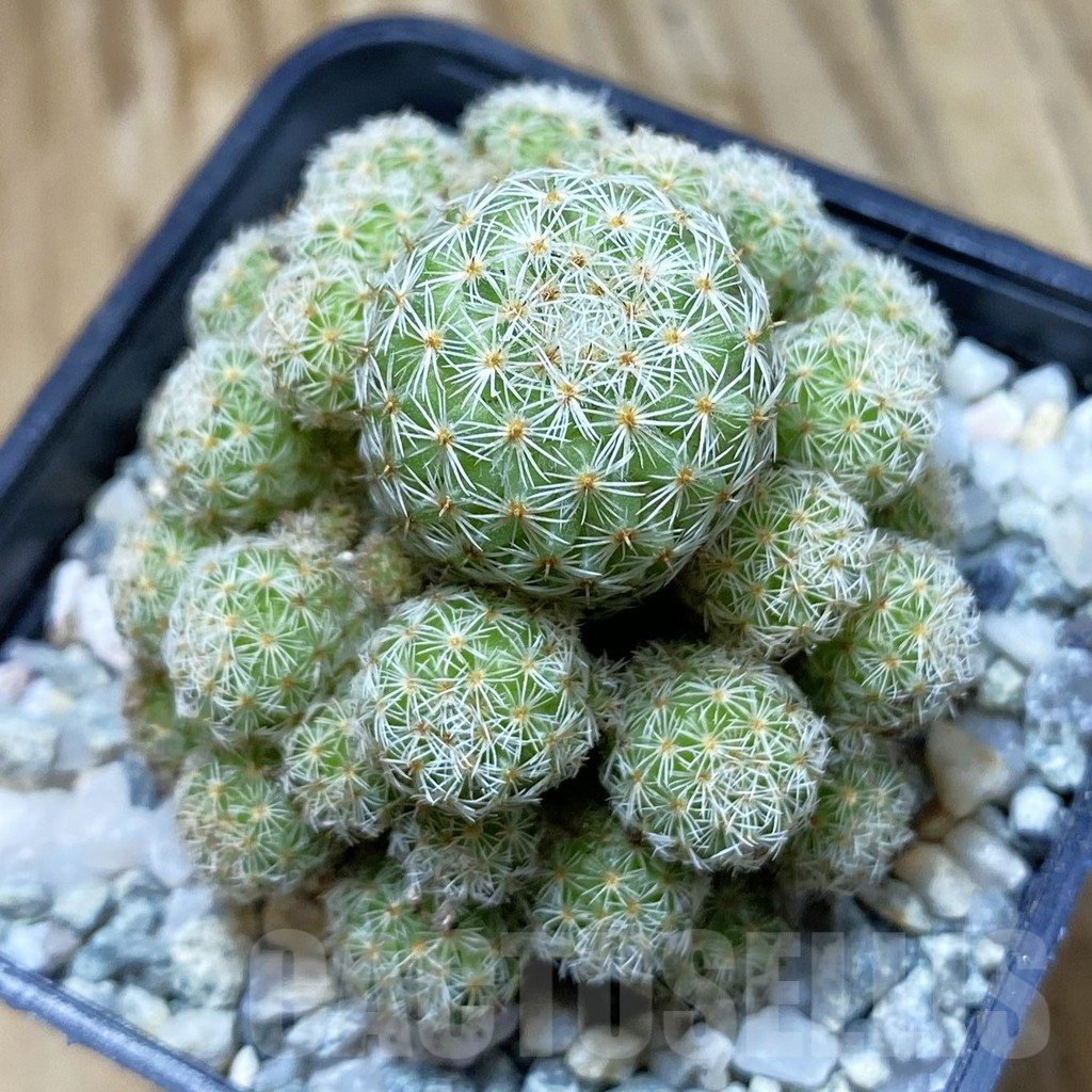 SH9438 Mammillaria egregia f. monstrosa