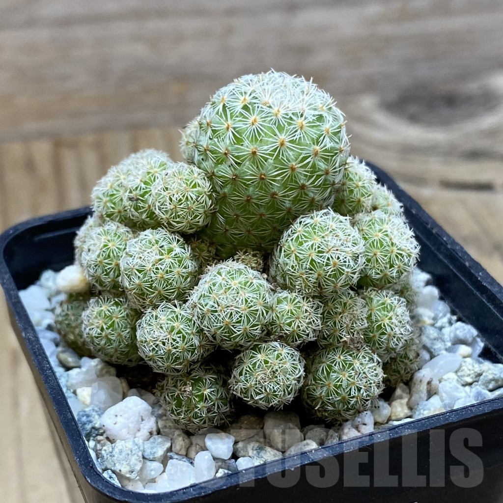 SH9438 Mammillaria egregia f. monstrosa - Image 2