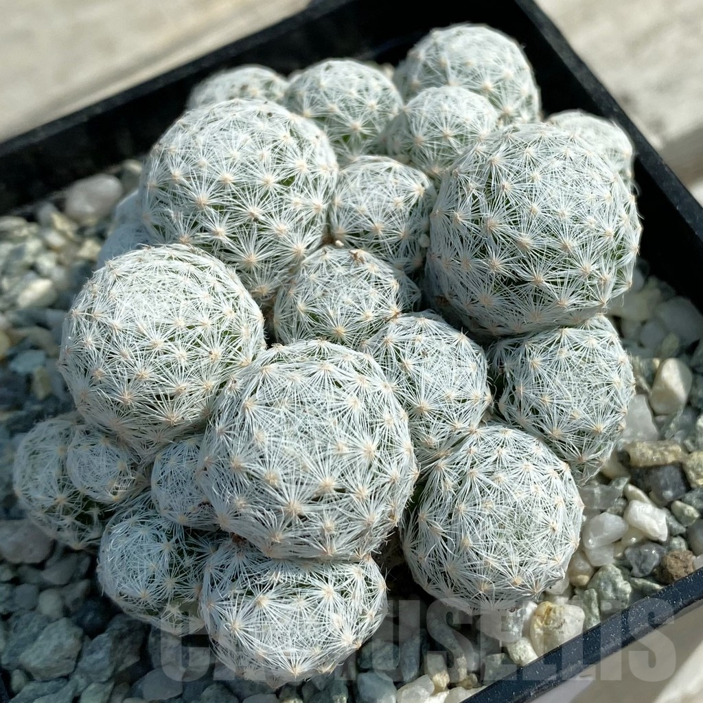 SH9439 Mammillaria humboldtii v. caespitosa