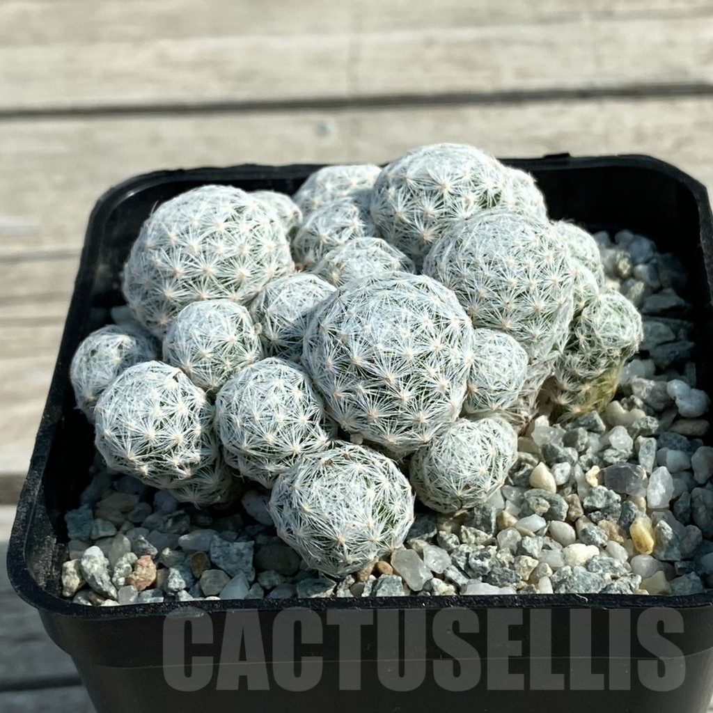SH9439 Mammillaria humboldtii v. caespitosa - Image 2