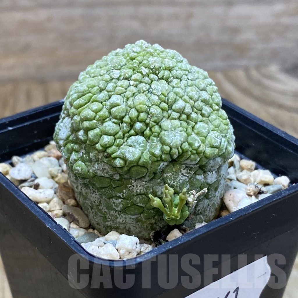 SH9561 Pseudolithos migiurtinus - Image 2