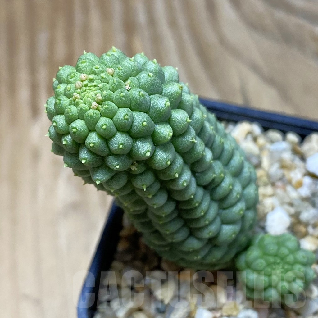 SH9562 Trichocaulon cactiformis