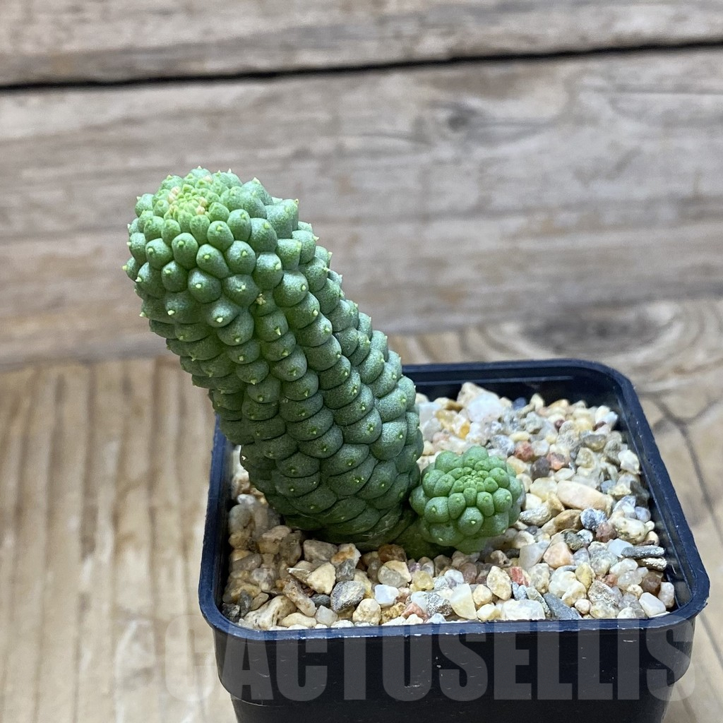 SH9562 Trichocaulon cactiformis - Image 2