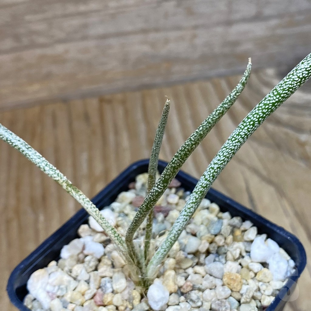SH9564 Astrophytum caput-medusae, seedling