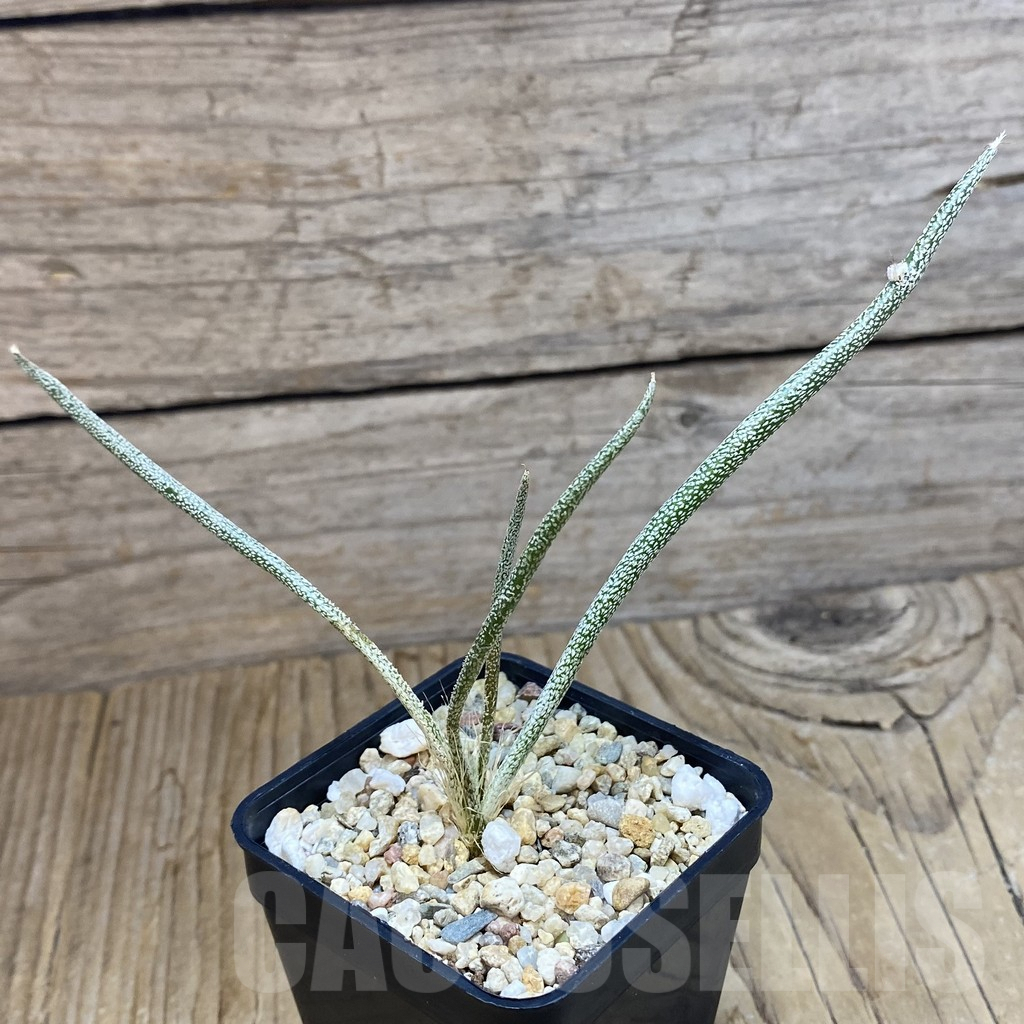 SH9564 Astrophytum caput-medusae, seedling - Image 2