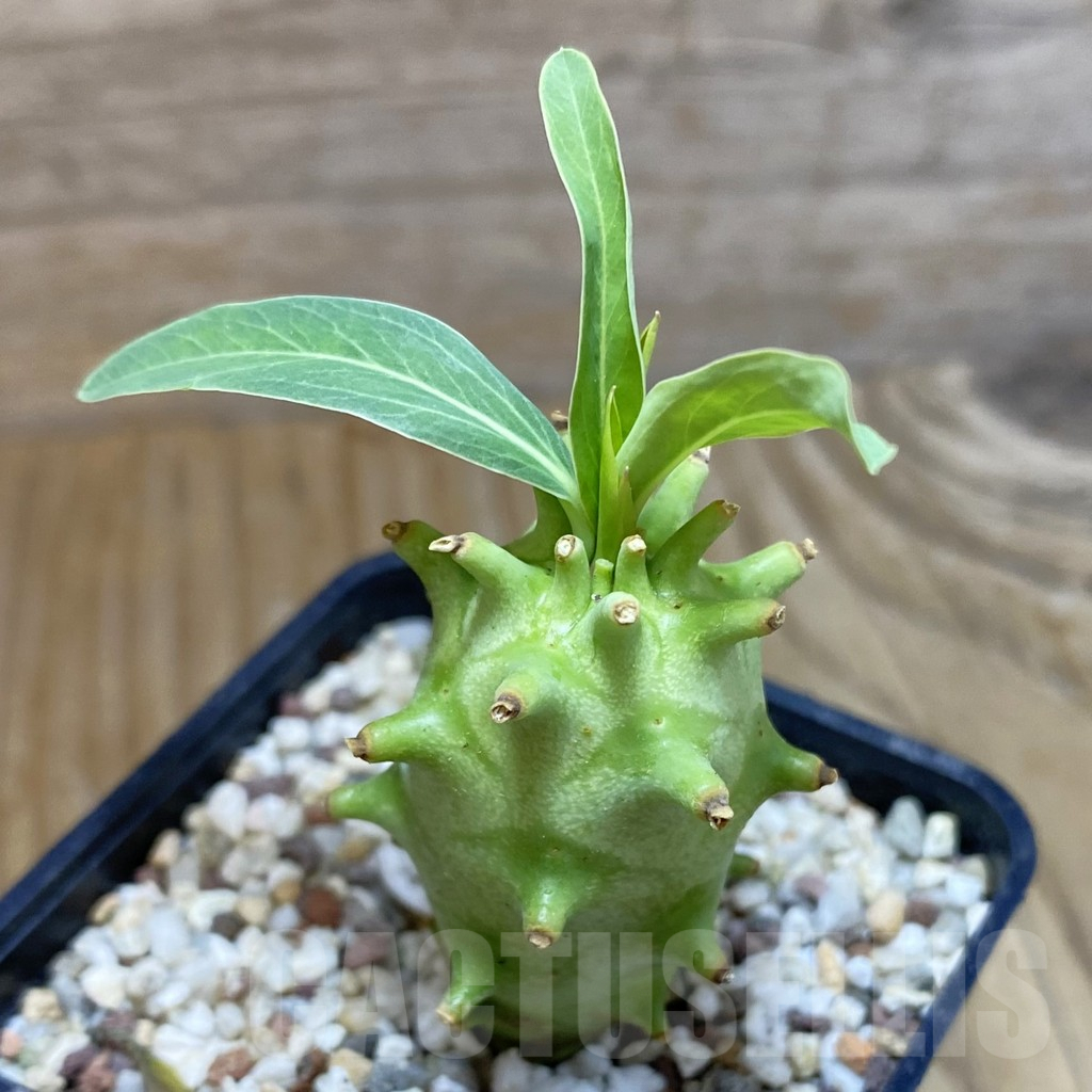 SH9566 Euphorbia longituberculosa
