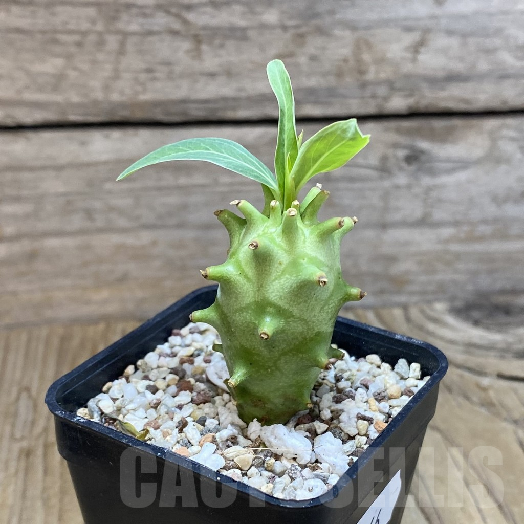 SH9566 Euphorbia longituberculosa - Image 2