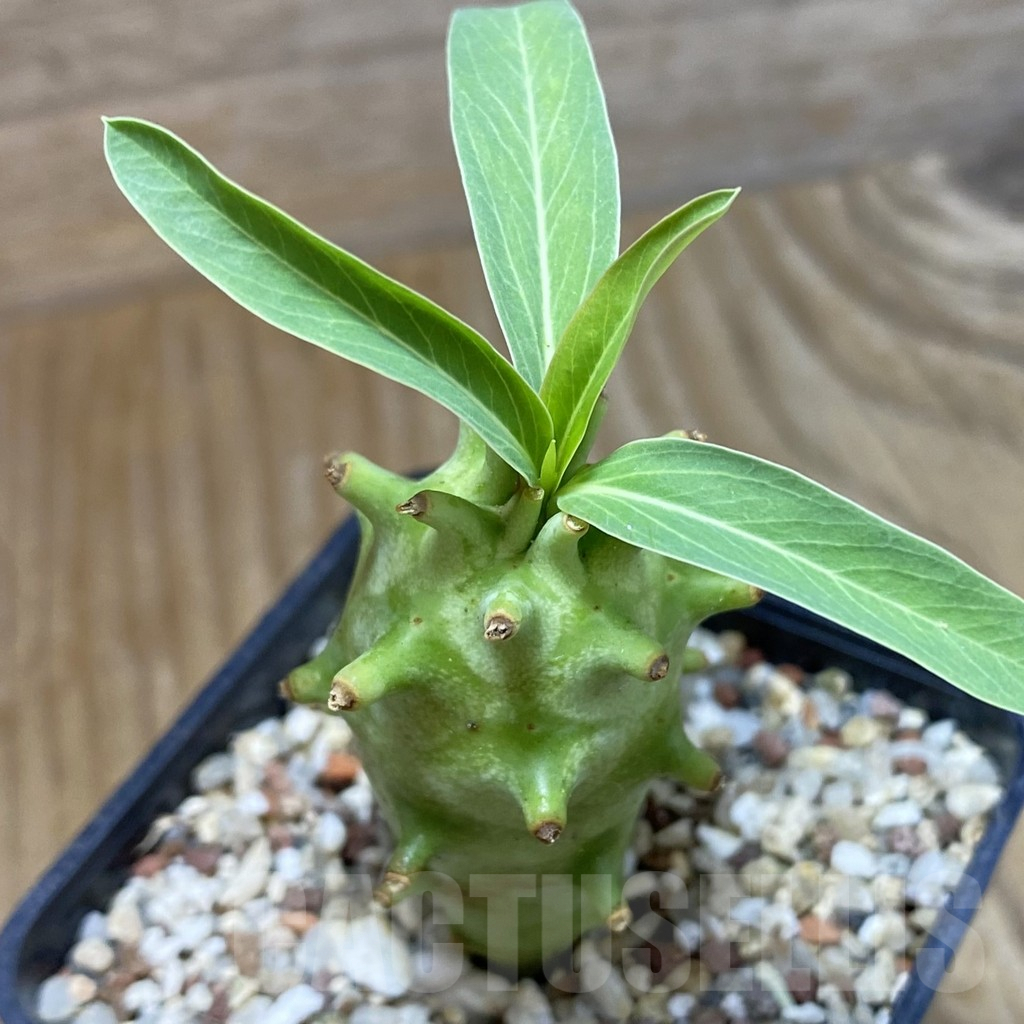 SH9567 Euphorbia longituberculosa