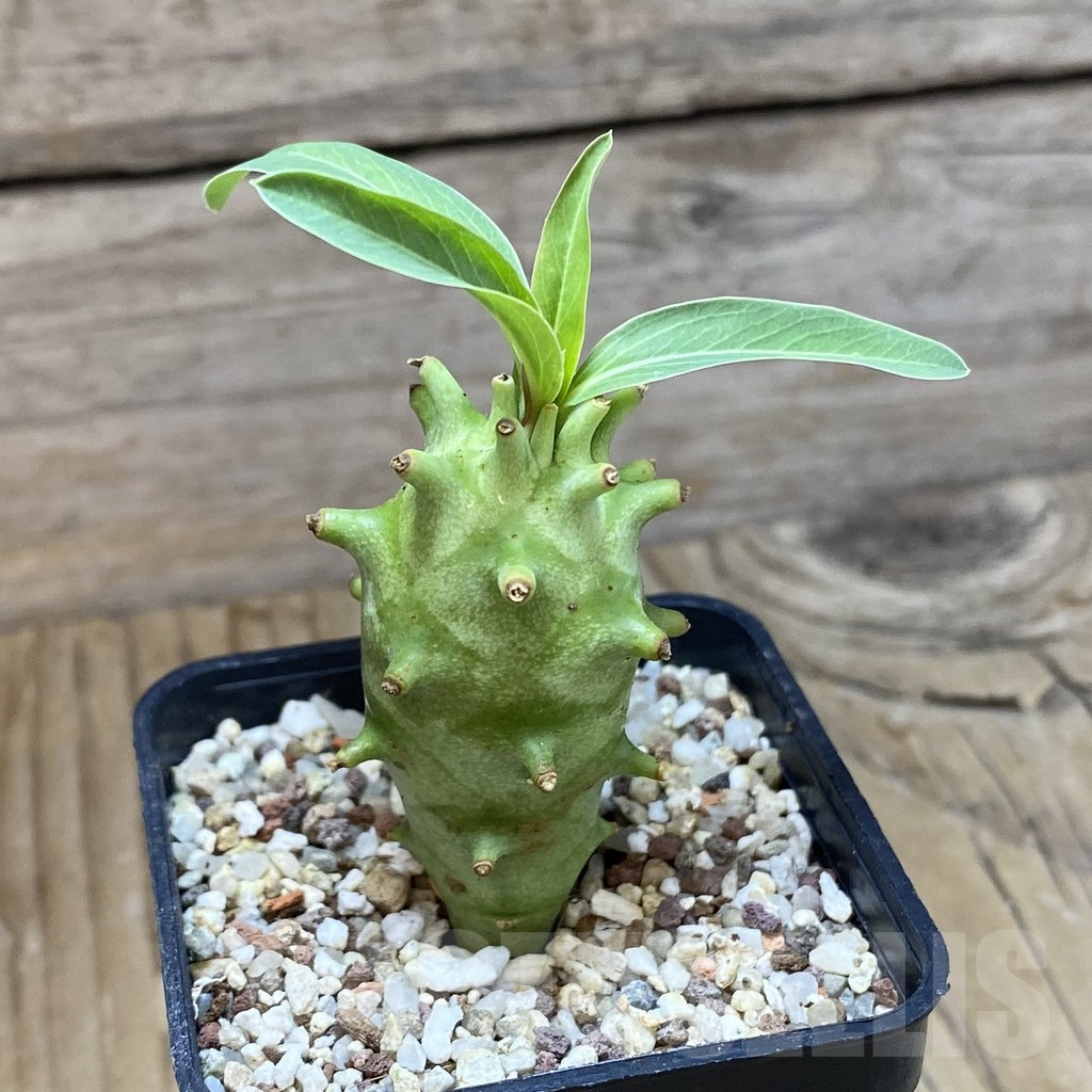 SH9567 Euphorbia longituberculosa - Image 2