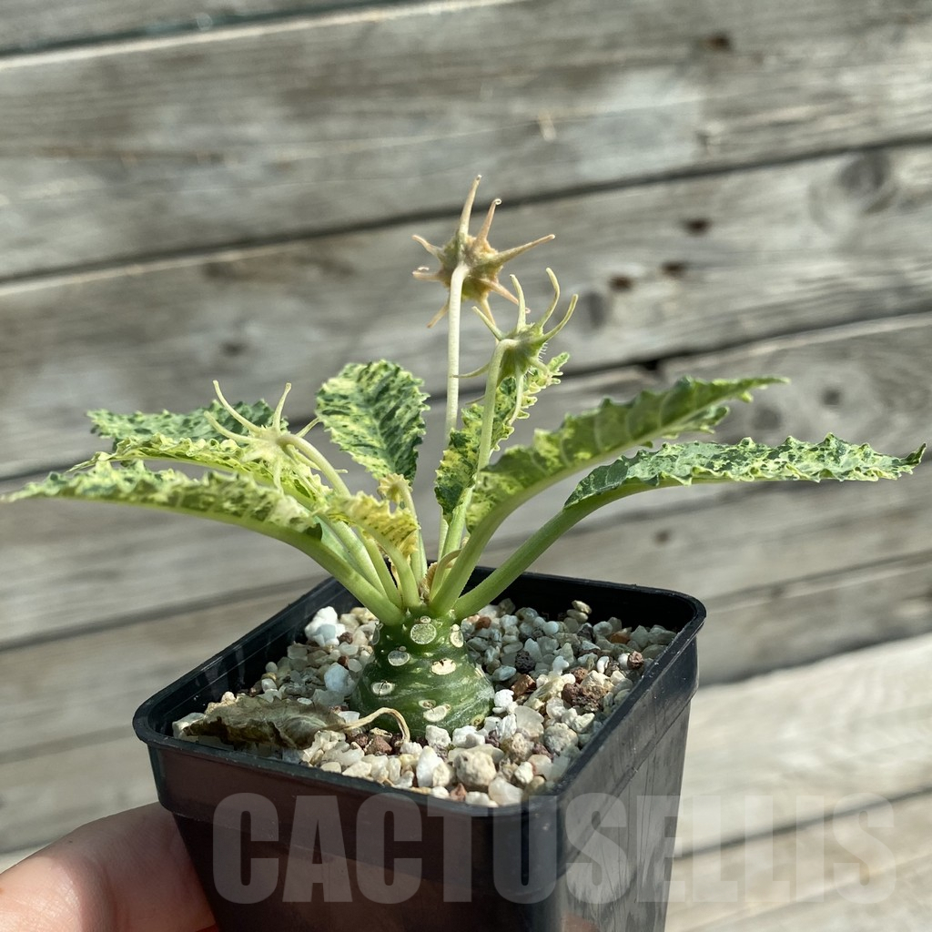SH9569 Dorstenia hybrid f. variegata - Image 2