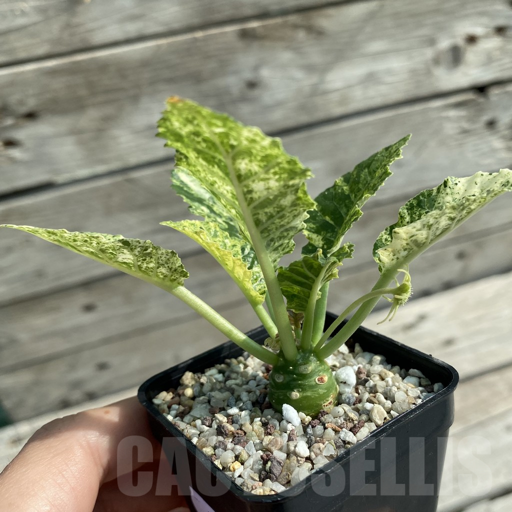 SH9570 Dorstenia hybrid f. variegata - Image 2
