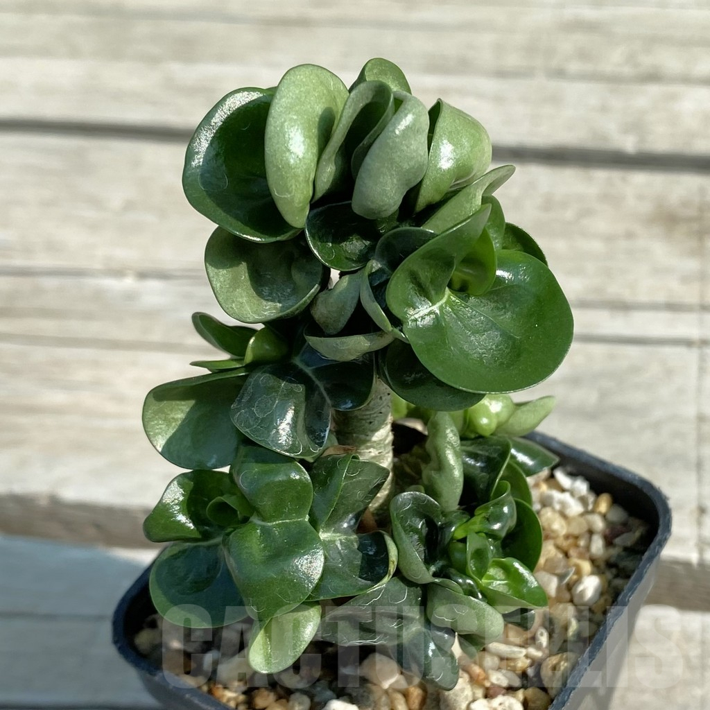 SH9577 Adenium mini