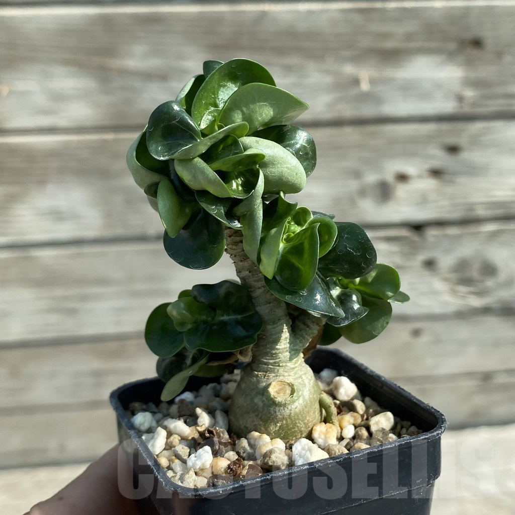 SH9577 Adenium mini - Image 2