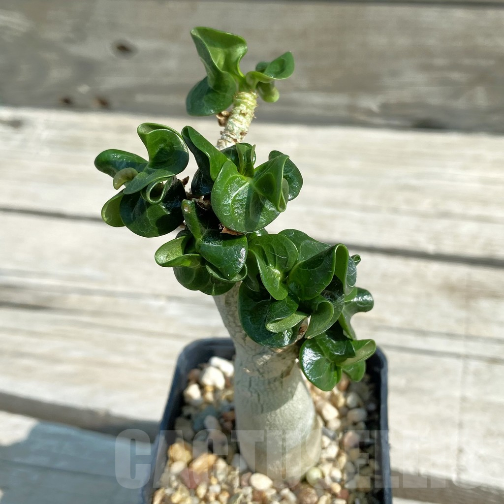 SH9579 Adenium mini