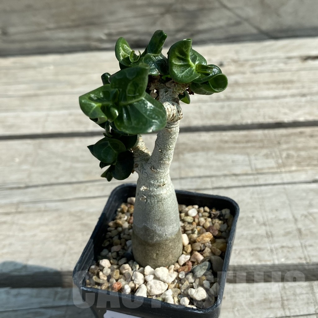 SH9579 Adenium mini - Image 2