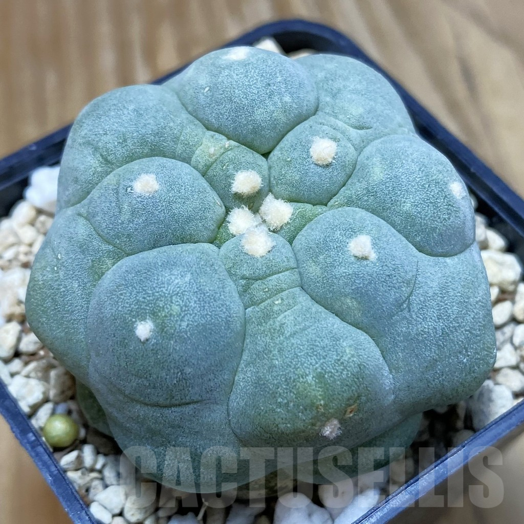 SH9539 Anhalonium 'Kikko'
