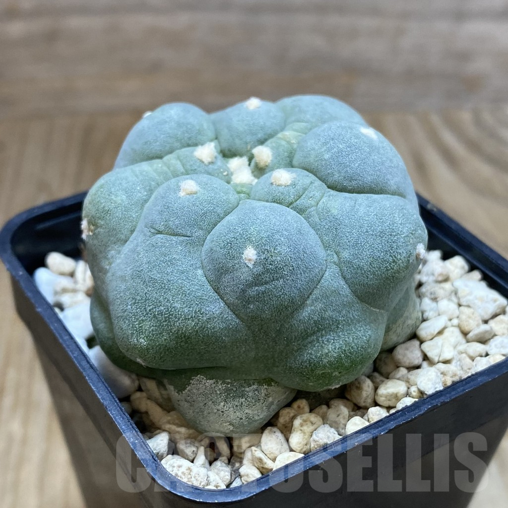 SH9539 Anhalonium 'Kikko' - Image 2