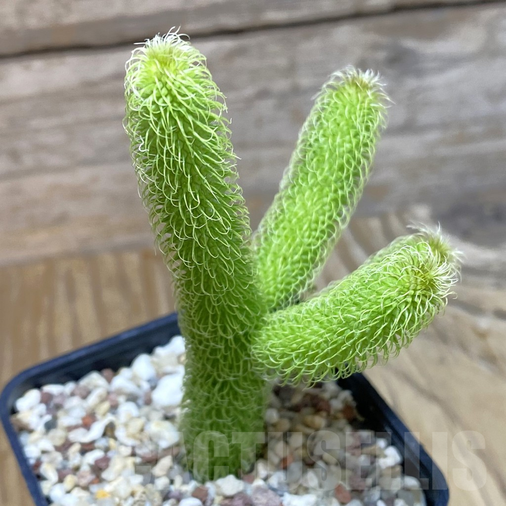 SH9530 Stapelianthus pilosus - Image 2