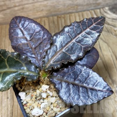 SH9552 Euphorbia francoisii hybrid
