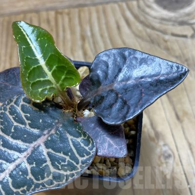 SH9554 Euphorbia francoisii hybrid